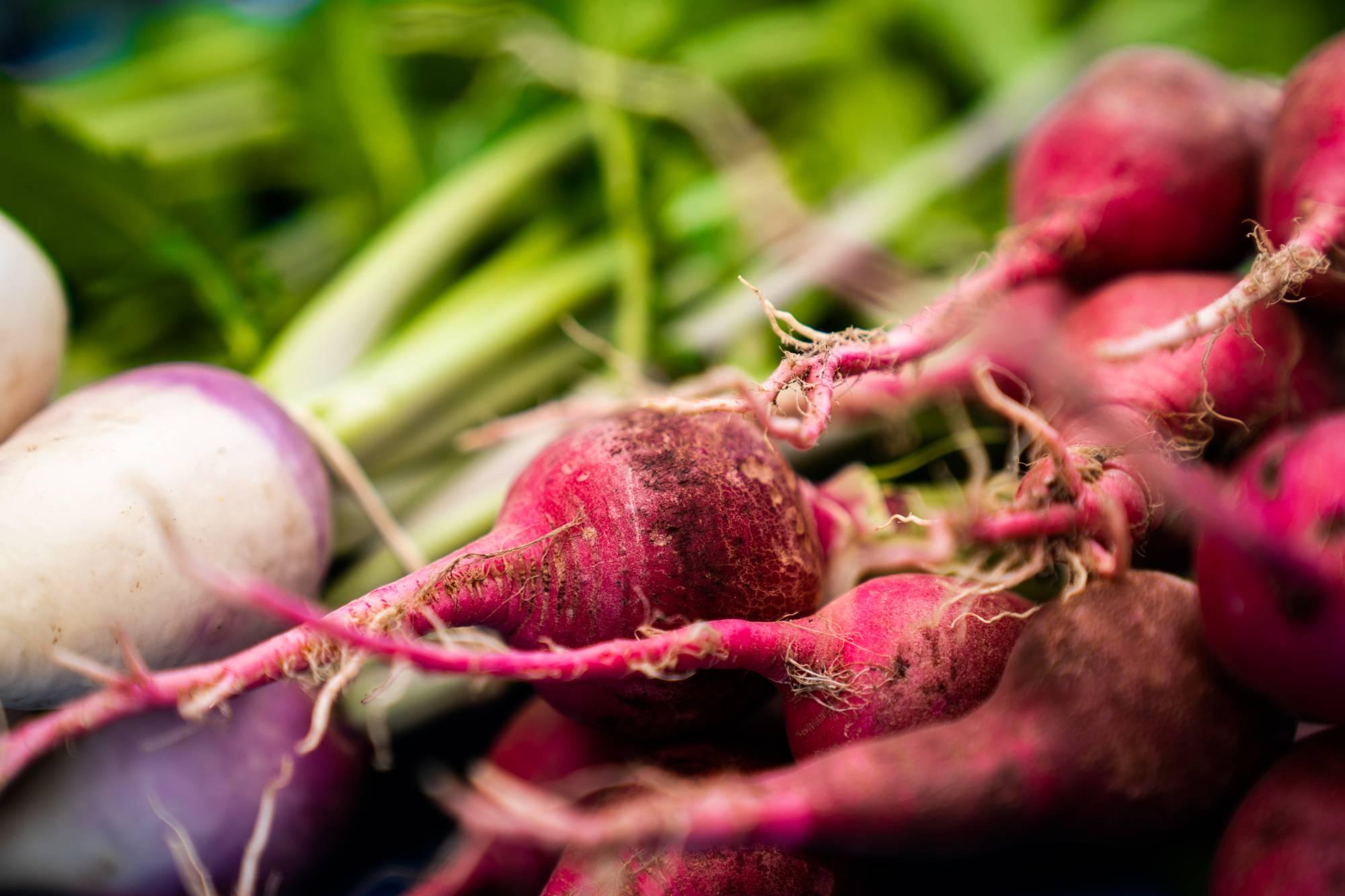 Radish Harvest